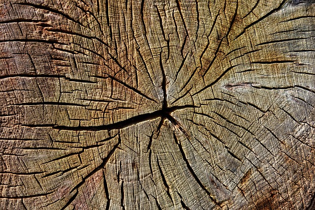 Een complete handleiding voor haardhout en aanmaakhout